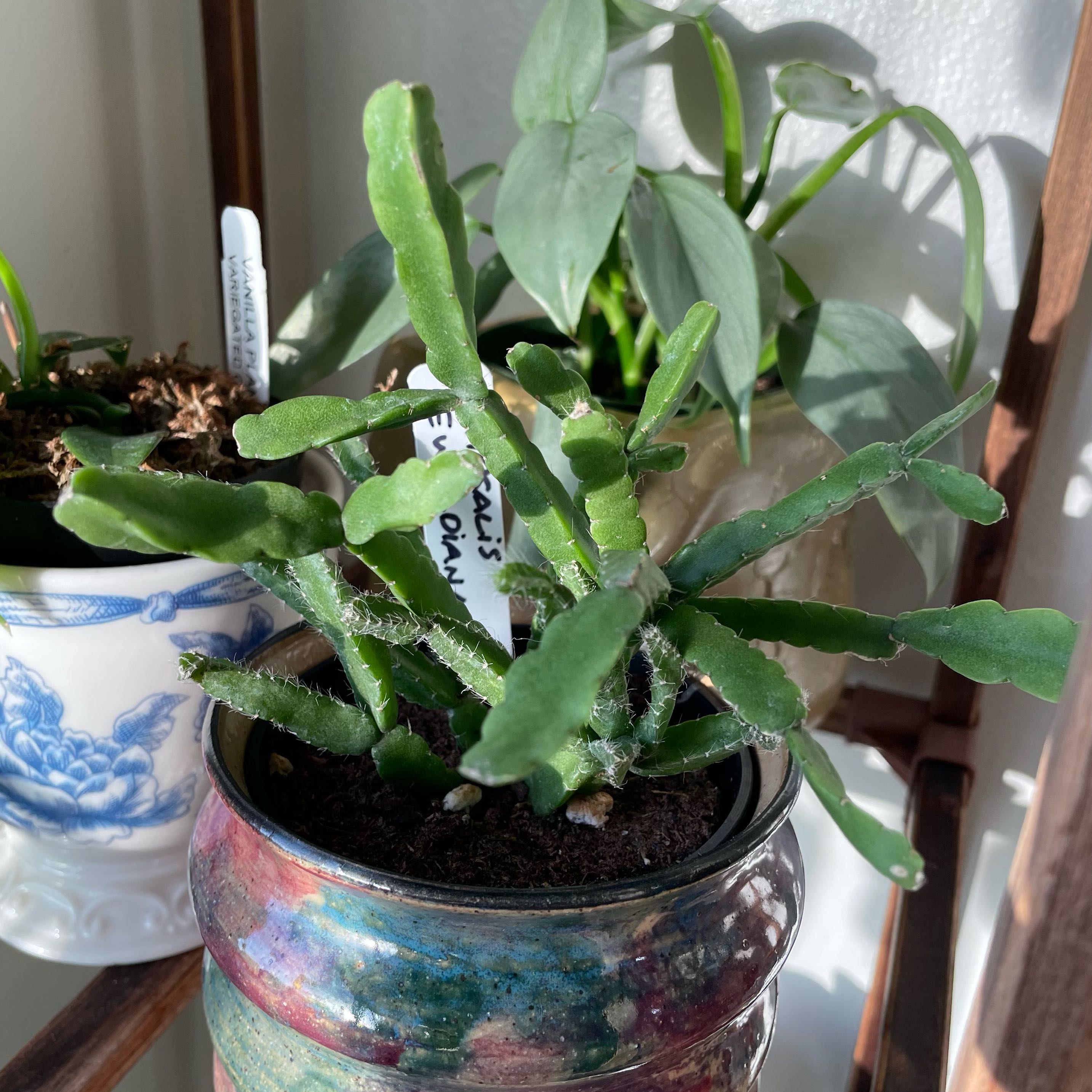 Photo of the plant species Mistletoe Cactus by @Ella.Newcomb named Zion on Greg, the plant care app