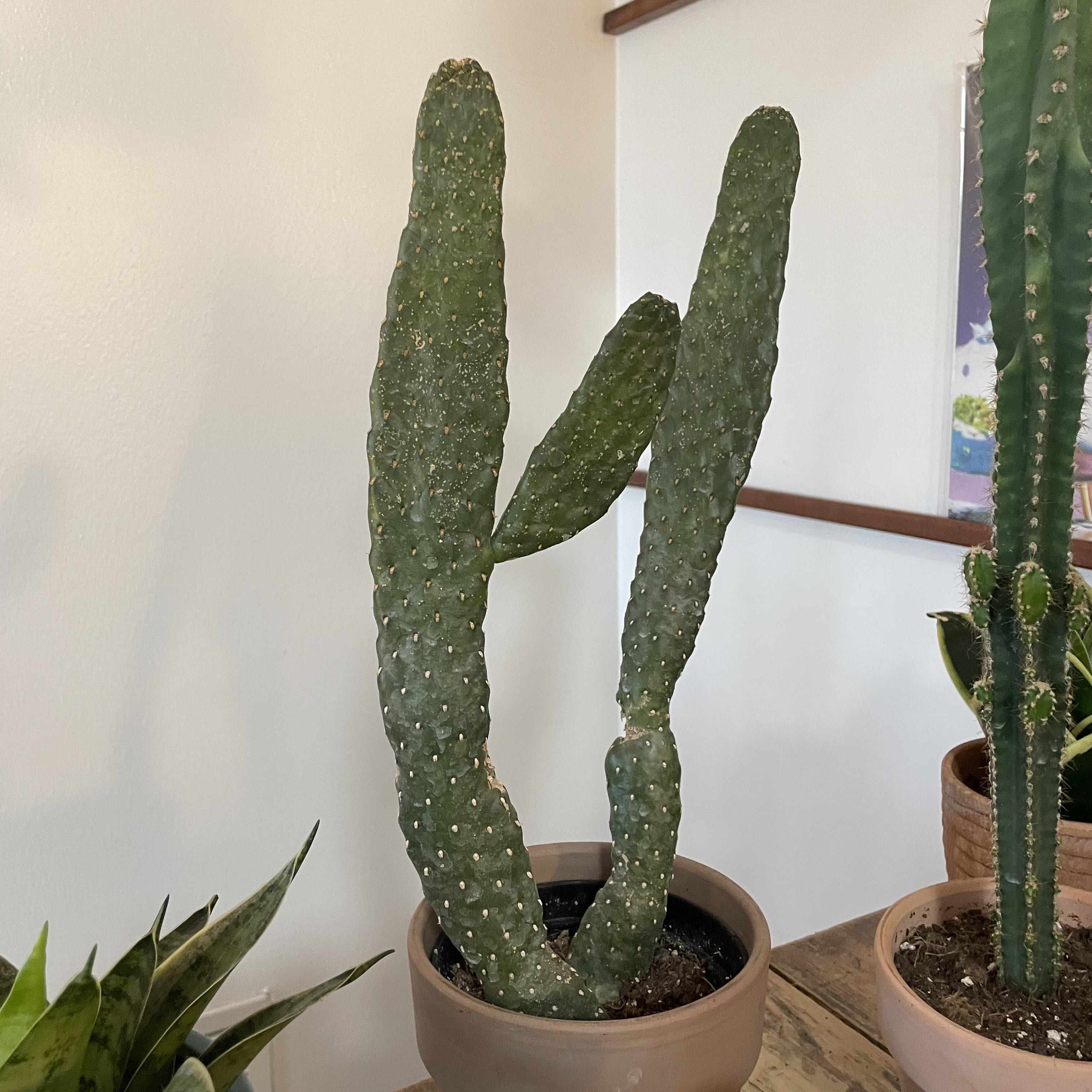 Woolyjoint Prickly Pear cactus in a pot, healthy and well-framed.