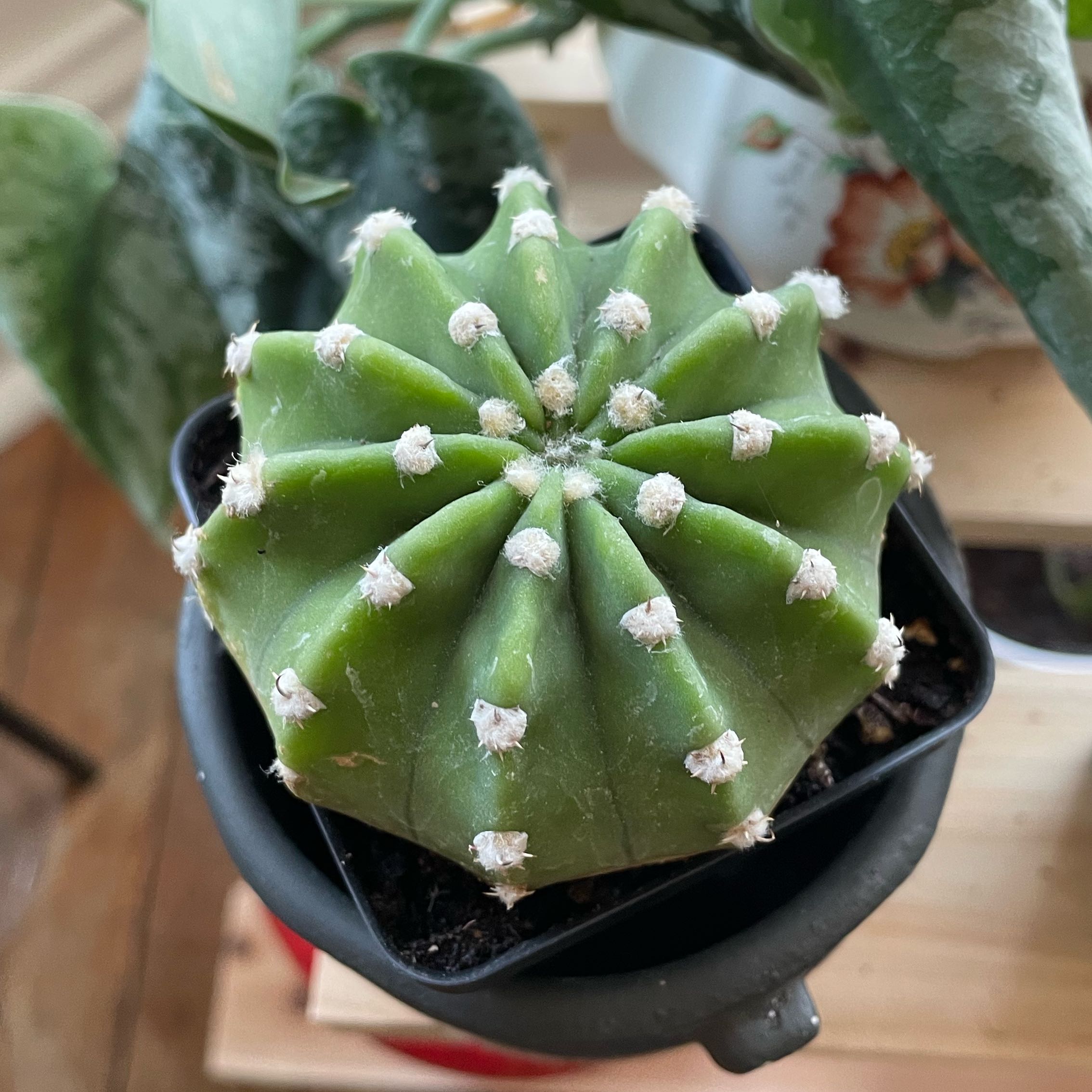 Photo of the plant species Echinopsis eyriesii by @Ella.Newcomb named Athena on Greg, the plant care app