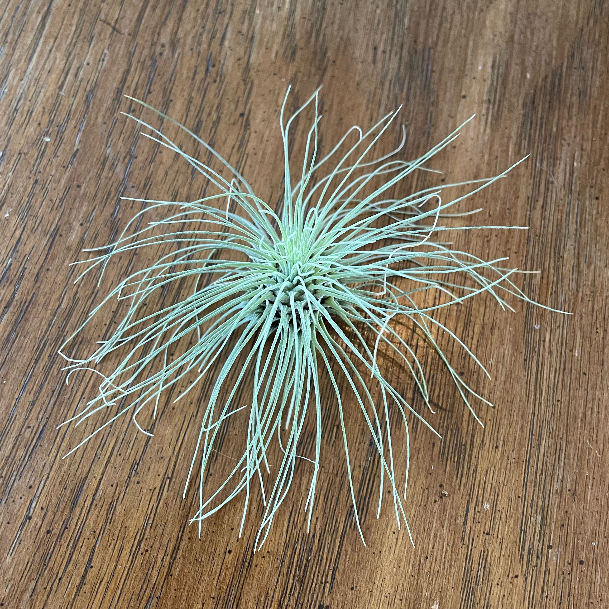 Photo of the plant species Tillandsia argentea Air Plant by @Ella.Newcomb named Shakira on Greg, the plant care app