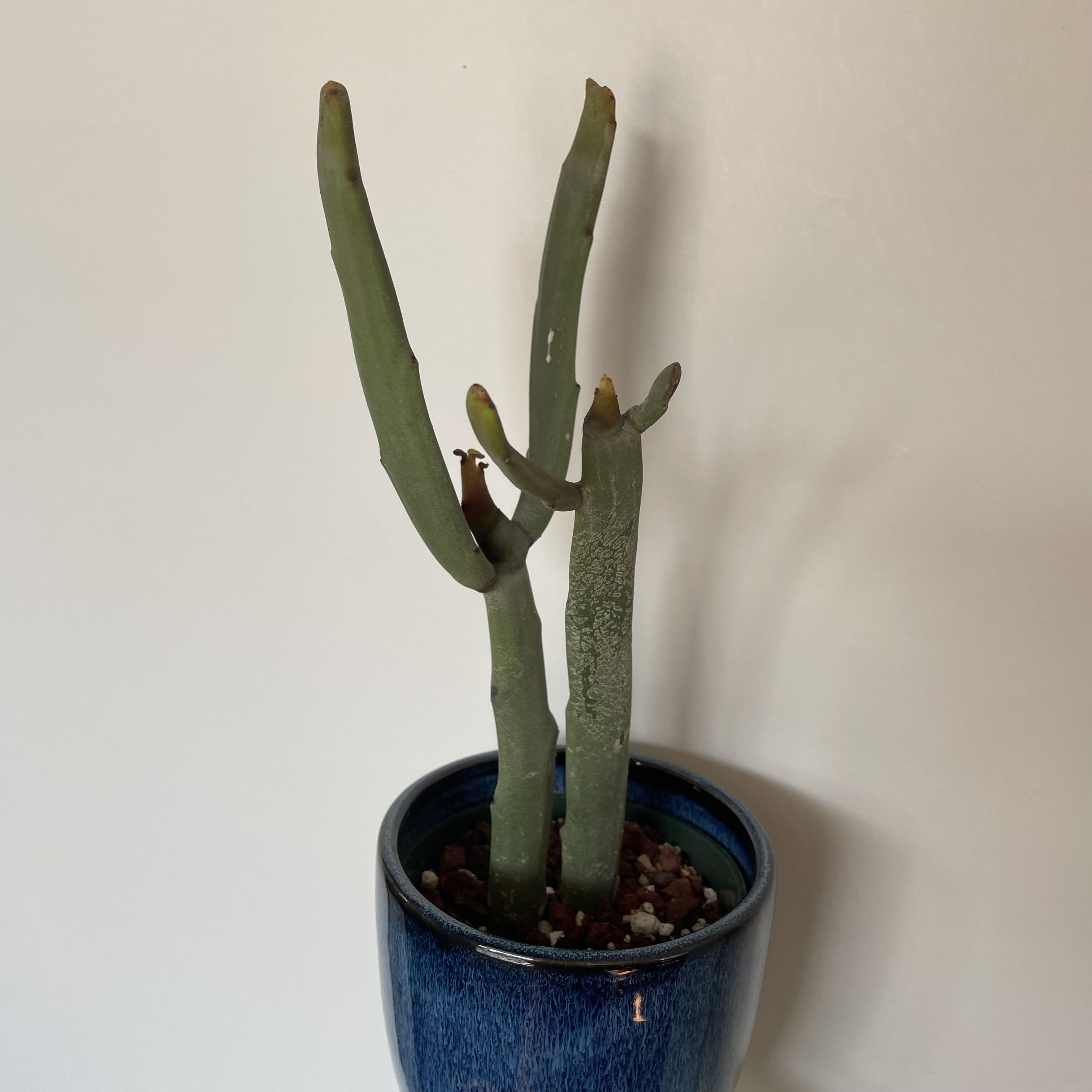 Photo of the plant species Euphorbia leucodendron by @Ella.Newcomb named Nithin on Greg, the plant care app