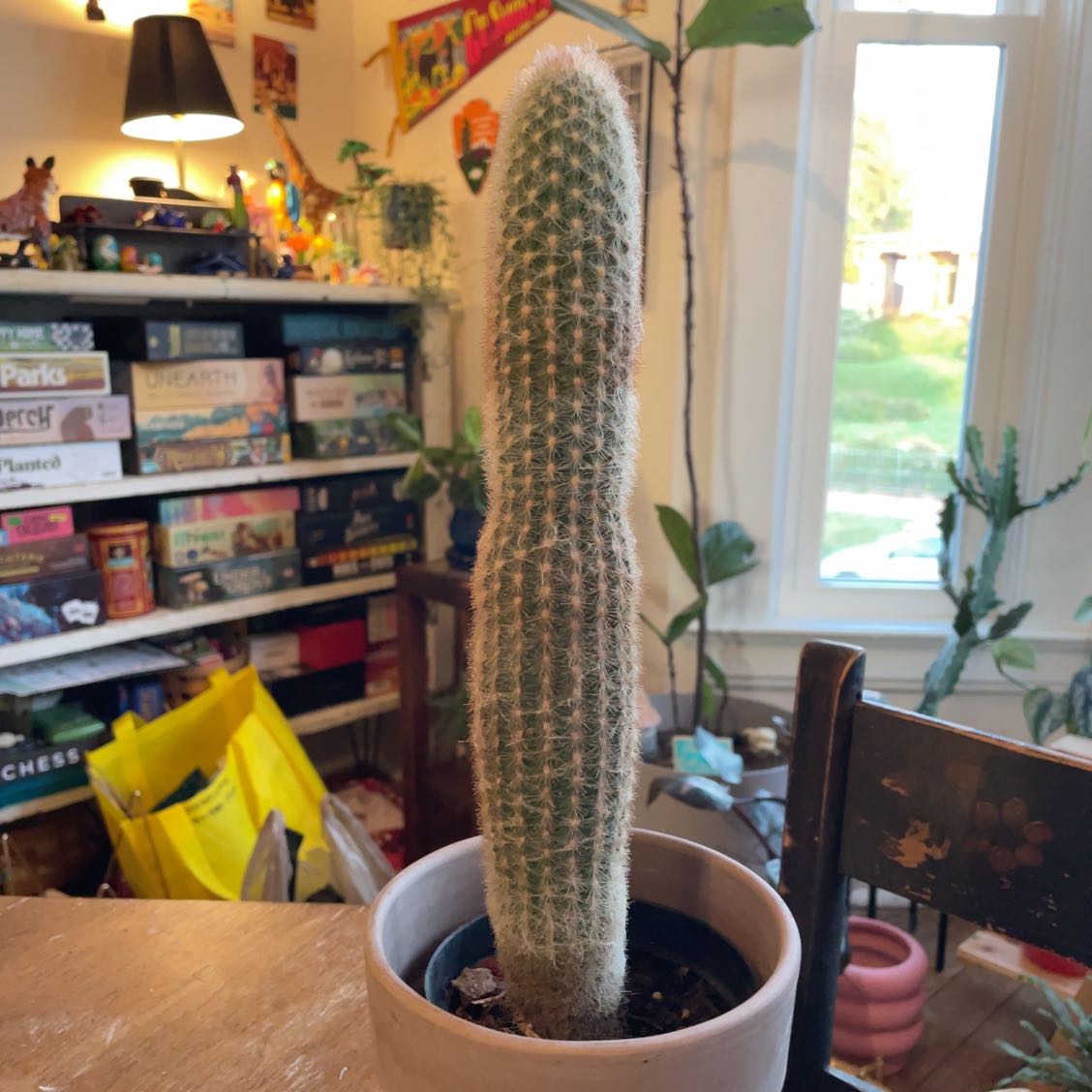 Photo of the plant species Espostoa lanata subsp. huanucoensis by @Ella.Newcomb named Girlfrond on Greg, the plant care app