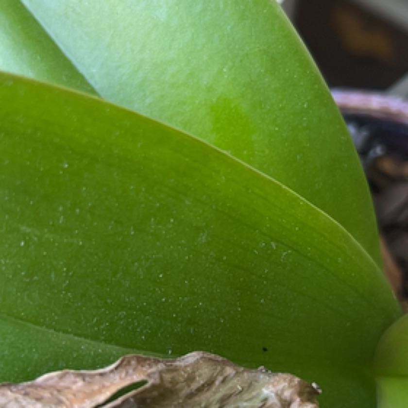 Close-up of an orchid leaf with some browning at the edge.