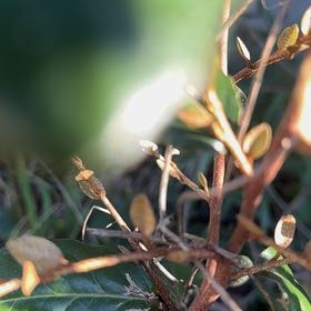 Photo of the plant species Leatherleaf by @WillRaintree named Sonora on Greg, the plant care app