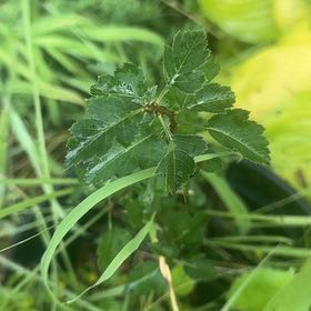 Photo of the plant species Fragrant Sumac by @WillRaintree named Sonora on Greg, the plant care app
