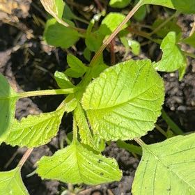 Photo of the plant species Palmer's Amaranth by @WillRaintree named Leonardo on Greg, the plant care app