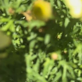 Photo of the plant species Disc Mayweed by @WillRaintree named Homer on Greg, the plant care app