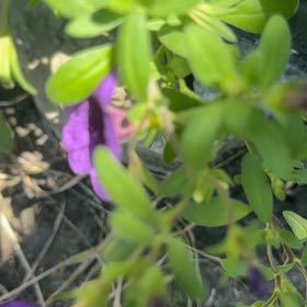 Photo of the plant species Myrtle-Leaf Milkwort by @WillRaintree named Demi on Greg, the plant care app