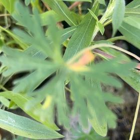Photo of the plant species Carolina Crane's-Bill by @WillRaintree named Michelle Branch on Greg, the plant care app