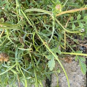 Photo of the plant species Sixalix atropurpurea by @WillRaintree named Anne on Greg, the plant care app