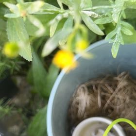 Photo of the plant species Baby Jump-Up by @WillRaintree named Apollo on Greg, the plant care app