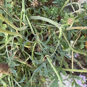 Photo of the plant species Sixalix atropurpurea by @WillRaintree named Kobe on Greg, the plant care app
