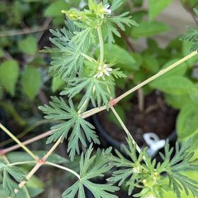 Photo of the plant species Carolina Crane's-Bill by @WillRaintree named Elina on Greg, the plant care app