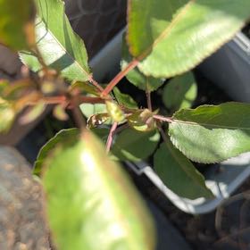 Photo of the plant species Bradford Pear by @WillRaintree named Maya on Greg, the plant care app