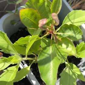Photo of the plant species Bradford Pear by @WillRaintree named Harmony on Greg, the plant care app