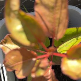 Photo of the plant species Cherry Plum by @WillRaintree named Zeus on Greg, the plant care app