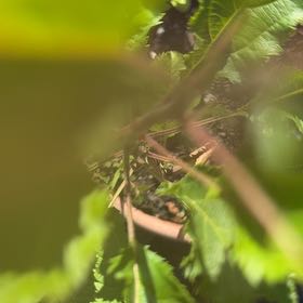 Photo of the plant species White Mulberry by @WillRaintree named Osmo on Greg, the plant care app