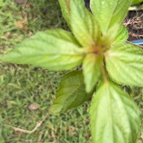 Photo of the plant species Virginia Copperleaf by @WillRaintree named Sanders on Greg, the plant care app