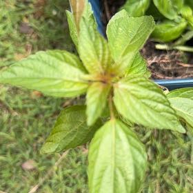 Photo of the plant species Virginia Copperleaf by @WillRaintree named Surya on Greg, the plant care app