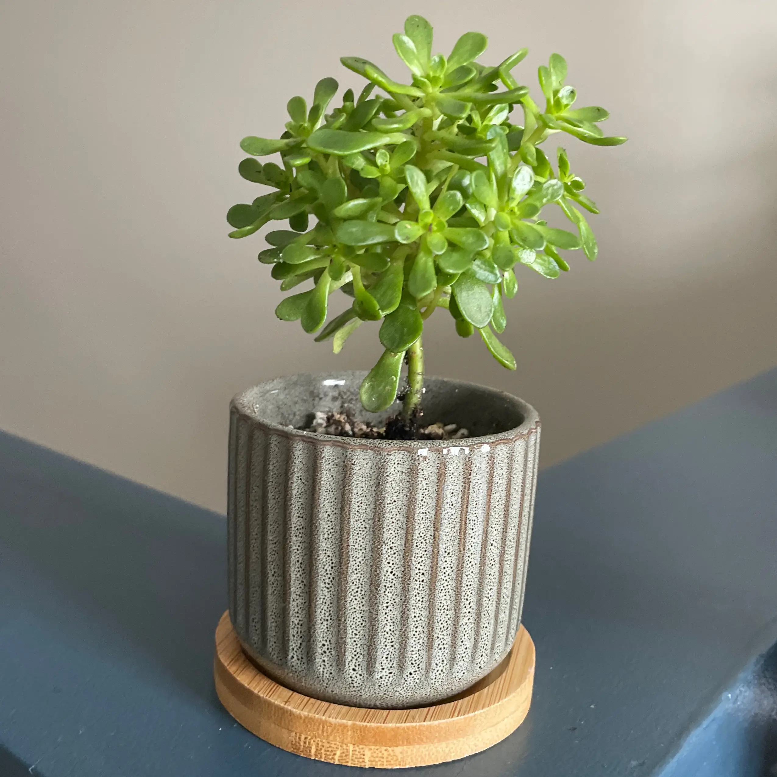 Photo of the plant species irish blessing tree by @Klimeit named Siobhan on Greg, the plant care app