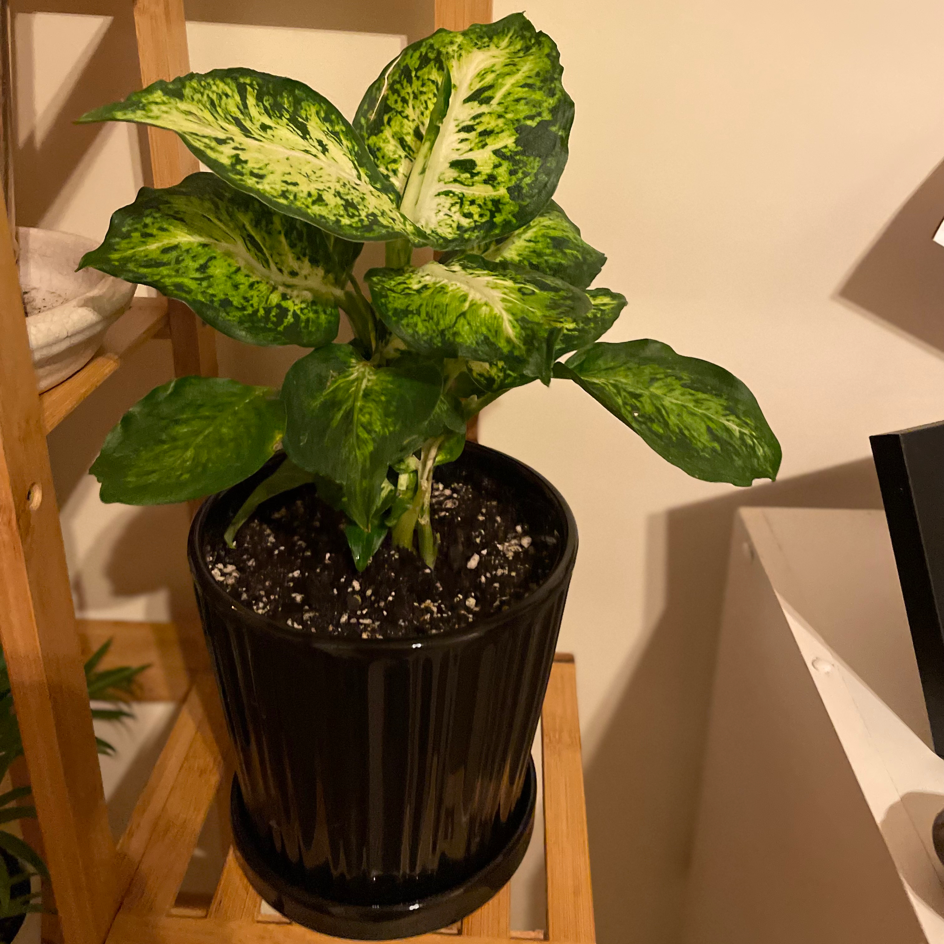 Dieffenbachia 'Compacta' plant in a black pot with vibrant green and white variegated leaves.