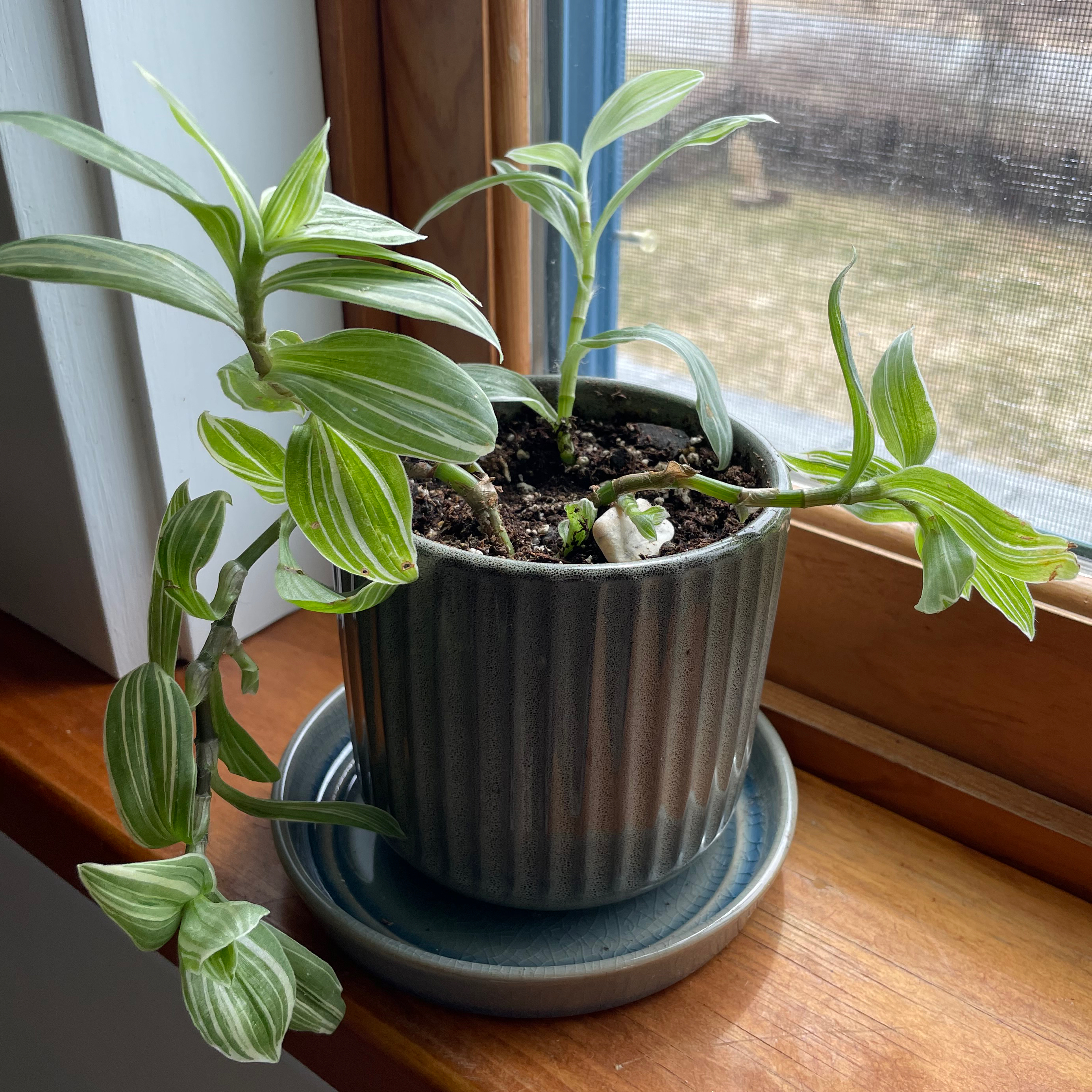 Tradescantia albiflora 'Albovittata' plant in a pot on a windowsill with visible soil.