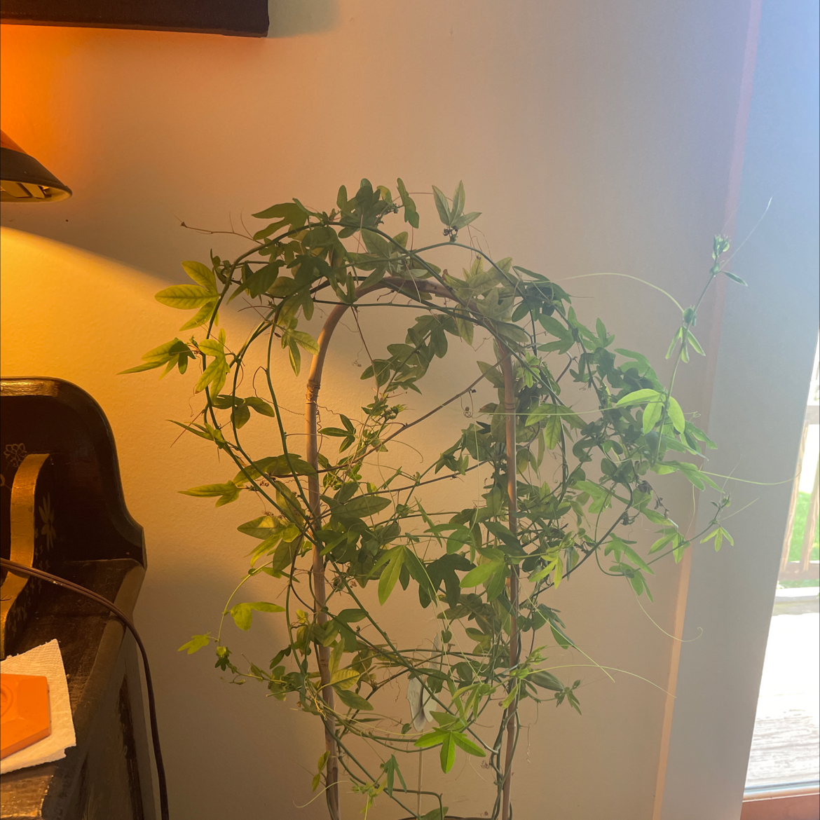 Bluecrown Passionflower plant with green leaves, well-framed and healthy.