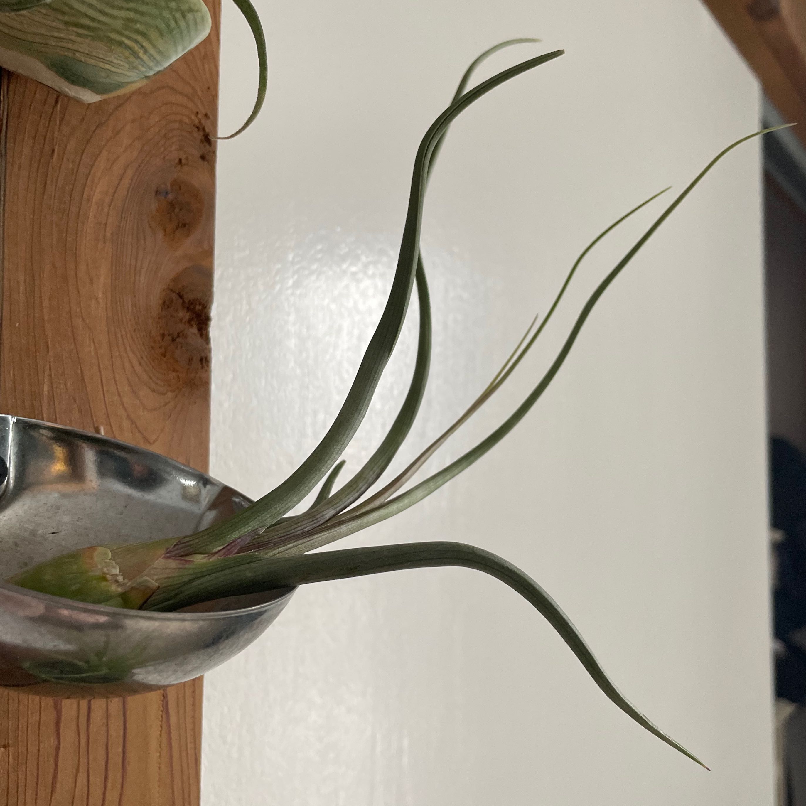 Why Are There Brown Spots on My Tillandsia butzii?