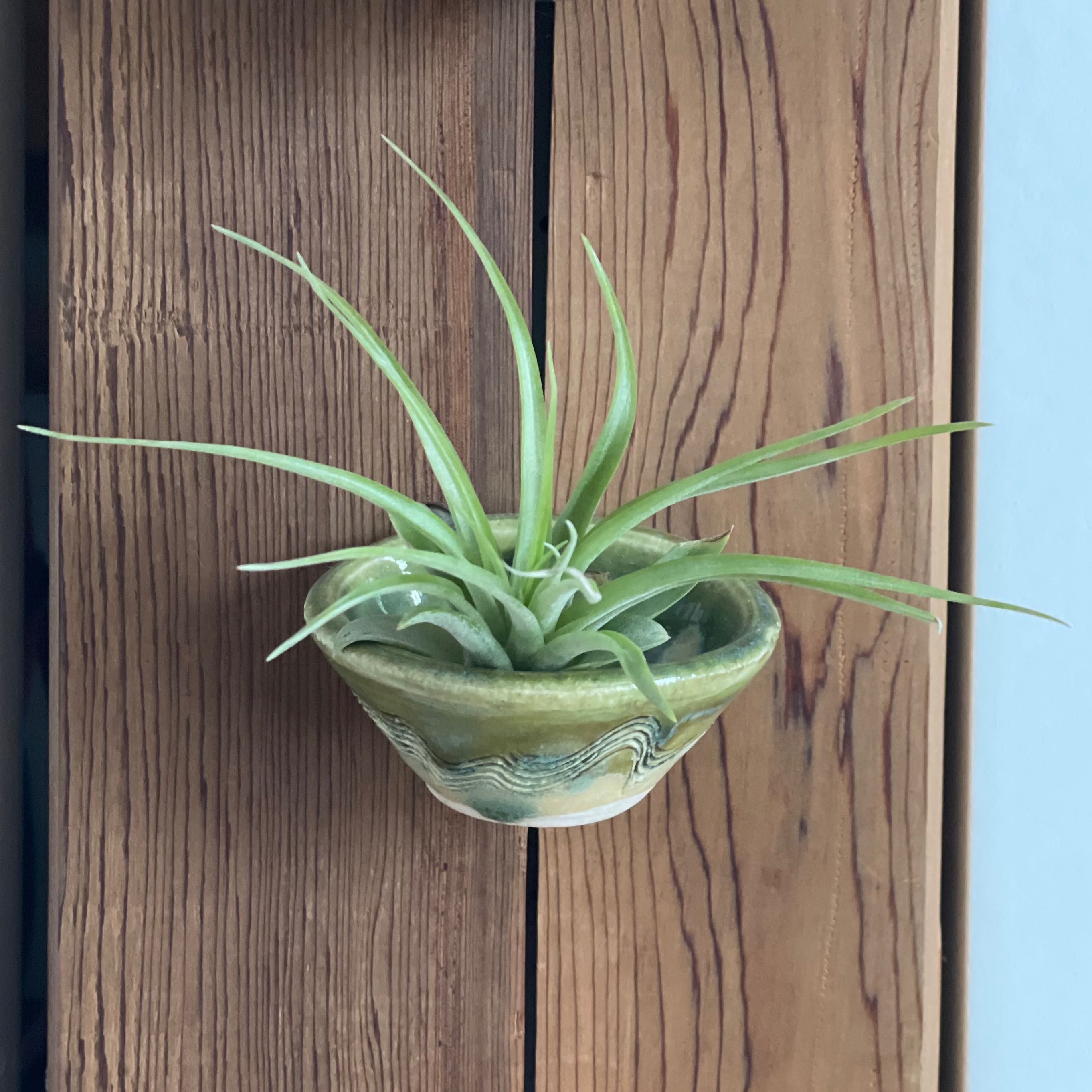 Aeranthos Air Plant in a small ceramic pot mounted on a wooden surface.