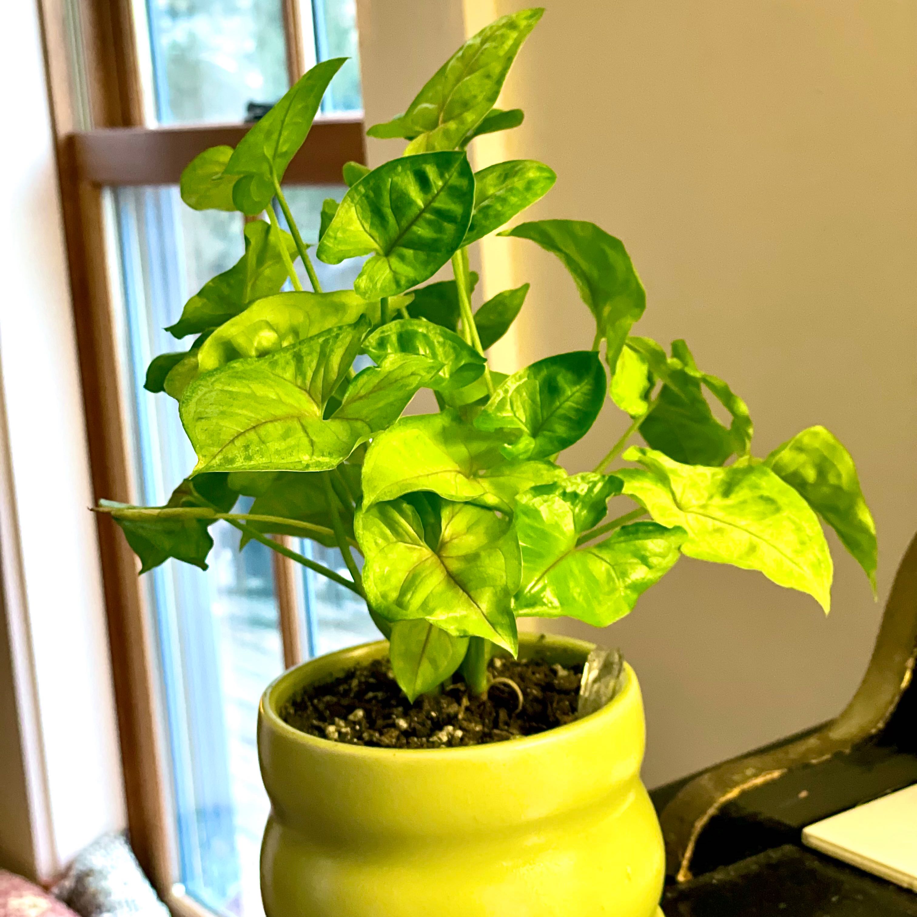 Syngonium 'Berry' plant in a yellow pot with vibrant green leaves.