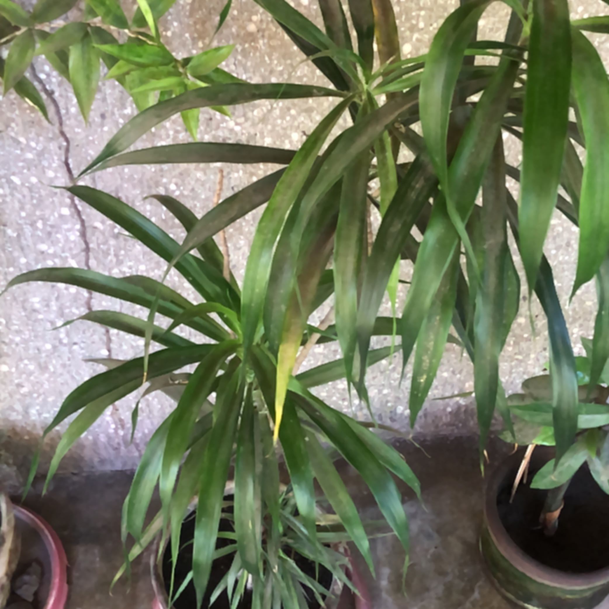 dax-a-plant-by-seamlessguayule-on-greg