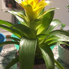 Photo of the plant species Bromeliad Medusa by @SassySiricote named Aristotle on Greg, the plant care app