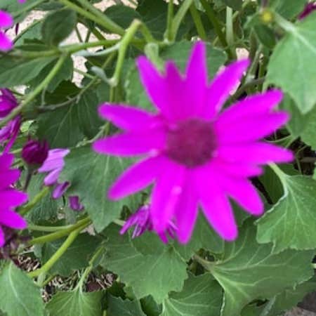 Photo of the plant species Cineraria by @HighqualityIvy named Xena on Greg, the plant care app