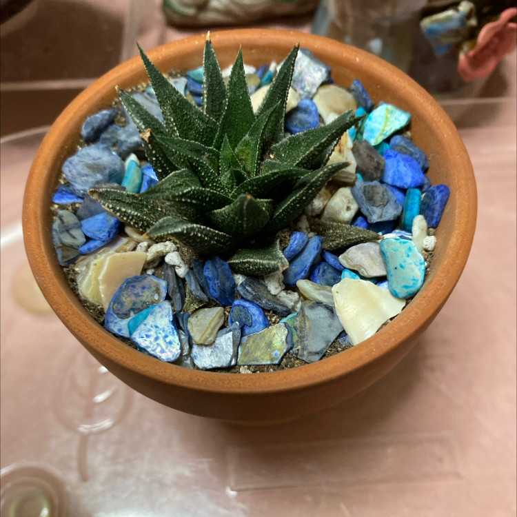 Haworthia Alba plant in a terracotta pot with decorative stones.