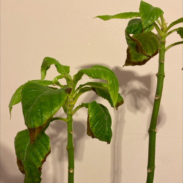 Shrimp Plant with green leaves and some browning at the edges.