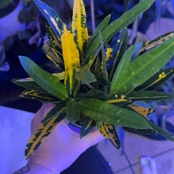Sunny Star Croton plant