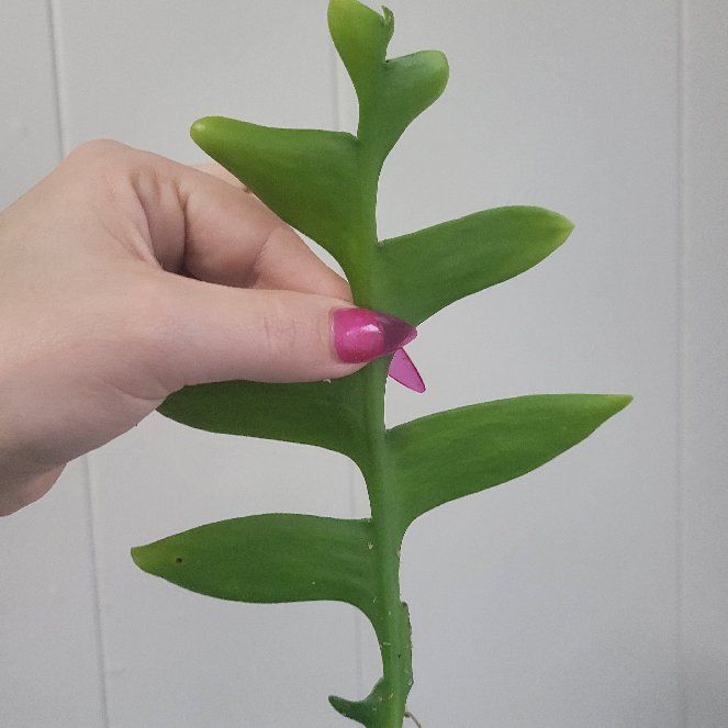 Photo of the plant species Cactus Orchid by @AuthenticCat named Shakira on Greg, the plant care app