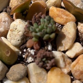 Photo of the plant species Bluebean by @NeatWildlime named Gobi on Greg, the plant care app