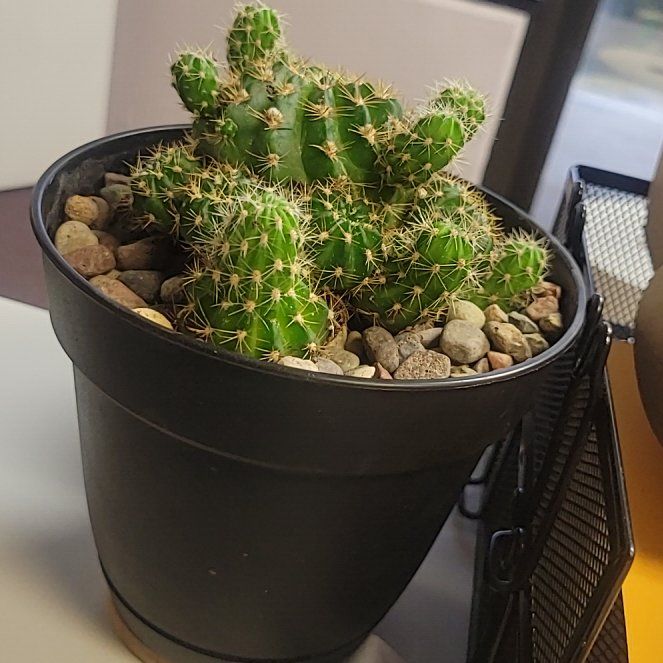 Photo of the plant species Lobivia jajoiana by @SilkyCanecholla named Leaf Erickson on Greg, the plant care app