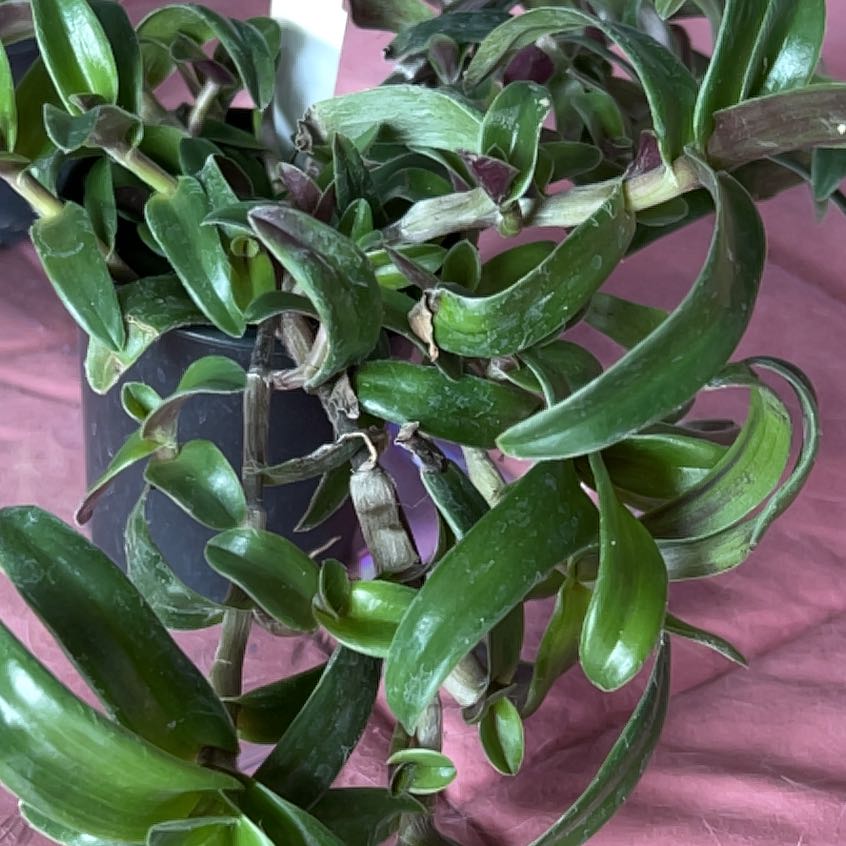 Photo of the plant species Spreng by @StableShadscale named Sahara on Greg, the plant care app