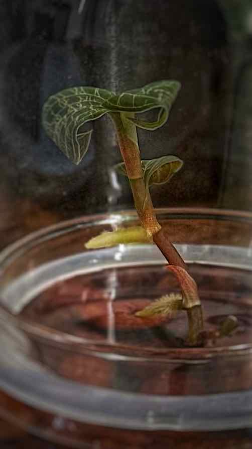 Photo of the plant species Jewel Orchid by @lookmomnohands named Harmony on Greg, the plant care app