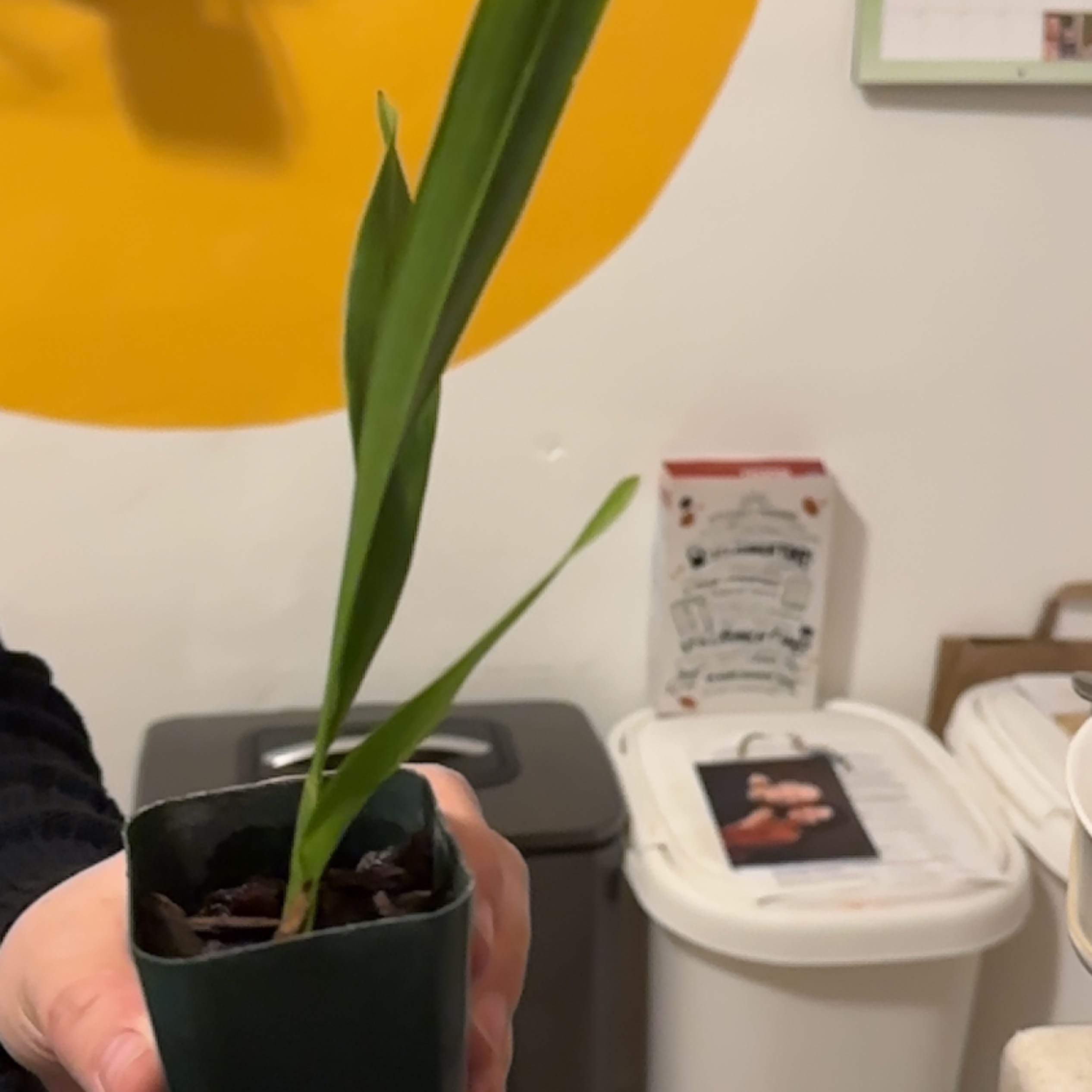 Photo of the plant species Hilo Firecracker Lucky Strike Orchid by @lookmomnohands named Phil Dunphy on Greg, the plant care app