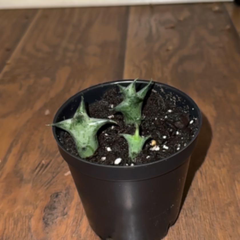 Photo of the plant species Variegated Starfish Flower by @lookmomnohands named The Fates on Greg, the plant care app