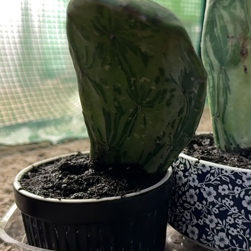 Cochineal Cactus in a small pot with dark soil, set against a green mesh background.