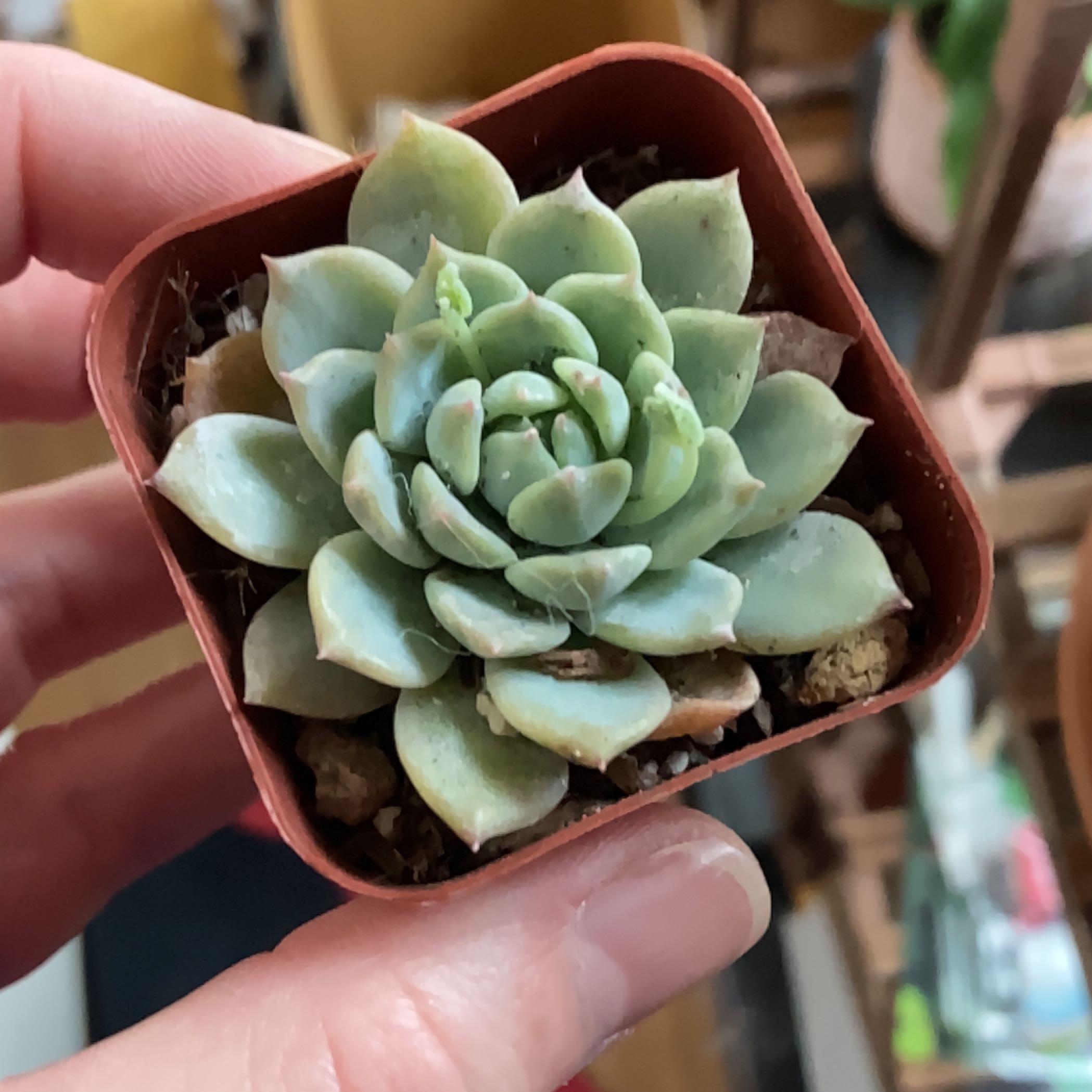 A healthy Echeveria succulent in a small pot held by a hand.