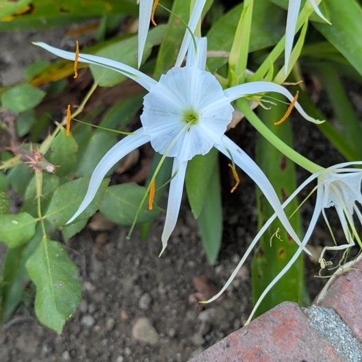 Photo of the plant species Beach Spiderlily by @WizardJuneplum named Forrest on Greg, the plant care app
