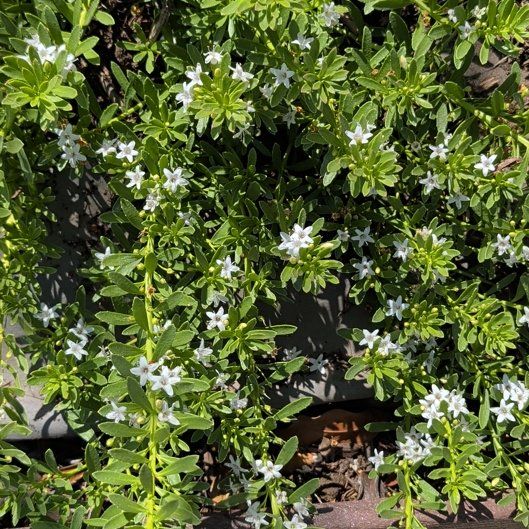 Photo of the plant species Evergreen Candytuft by @WizardJuneplum named Figyonce on Greg, the plant care app