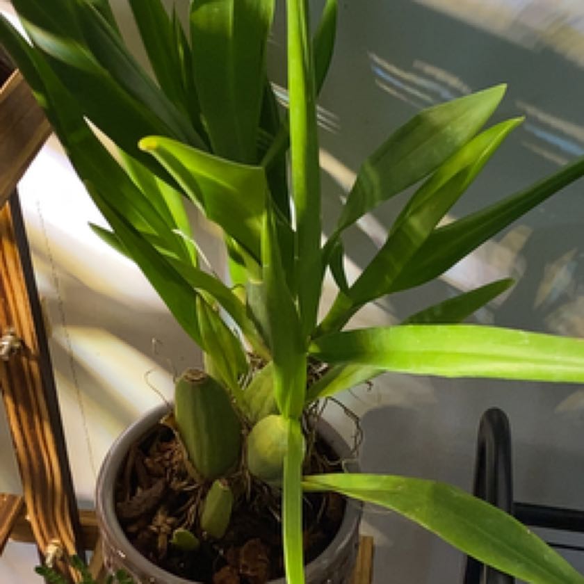 Photo of the plant species dendrobium by @FamouslySkimmia named Lavender on Greg, the plant care app