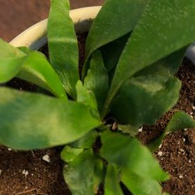 Photo of the plant species Hill's Staghorn Fern by @SavvyMostii named Freyer on Greg, the plant care app