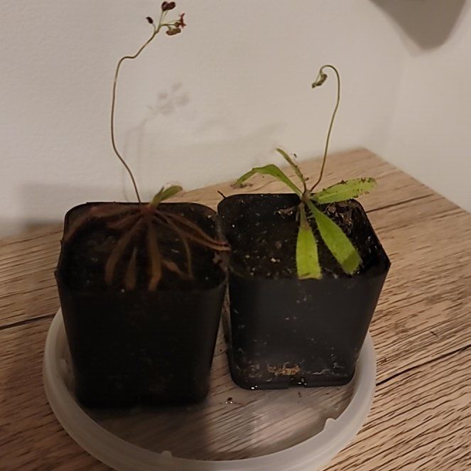 Photo of the plant species Sundew by @demonreach named Willow on Greg, the plant care app